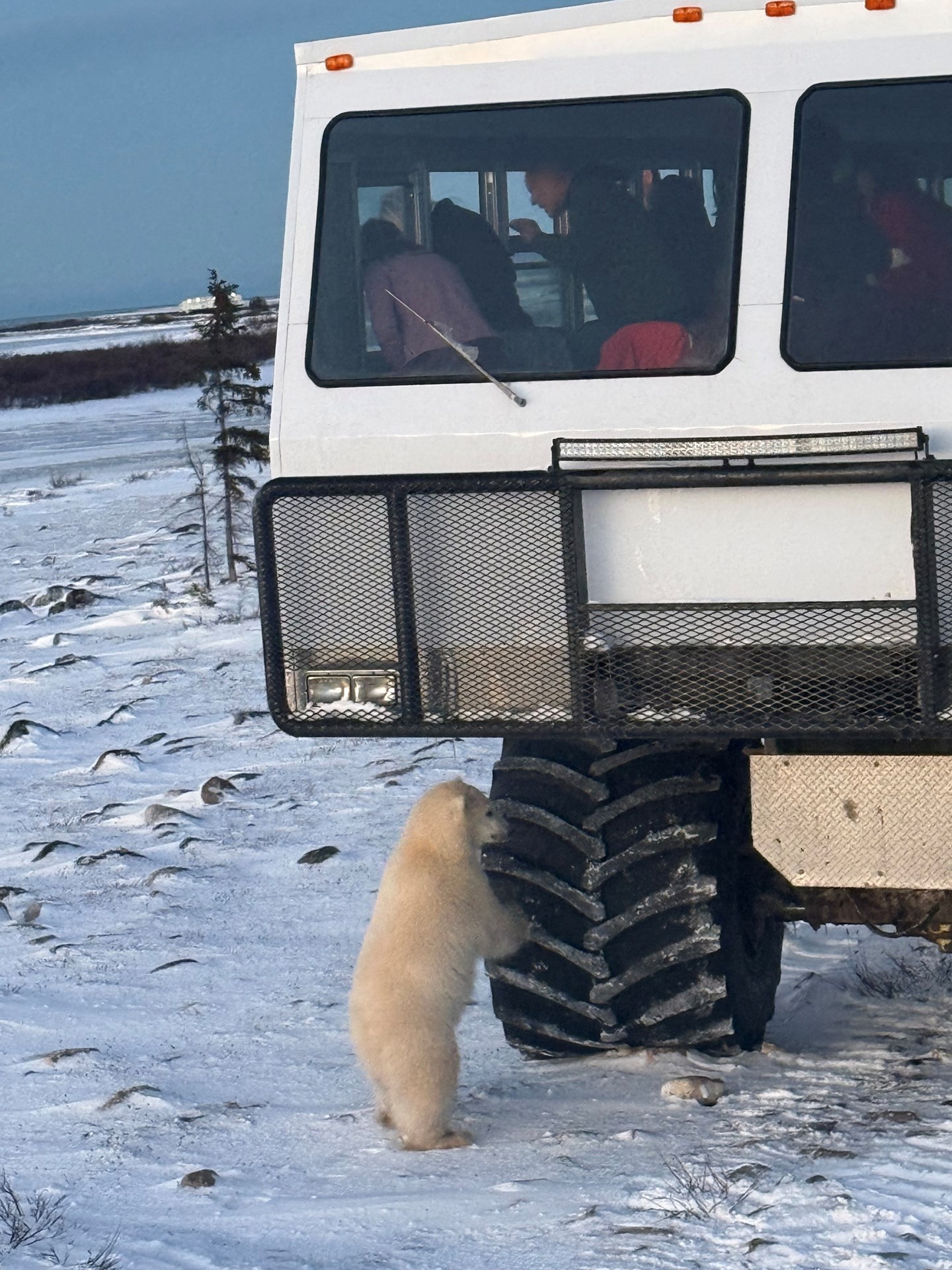 bear on buggy.jpg