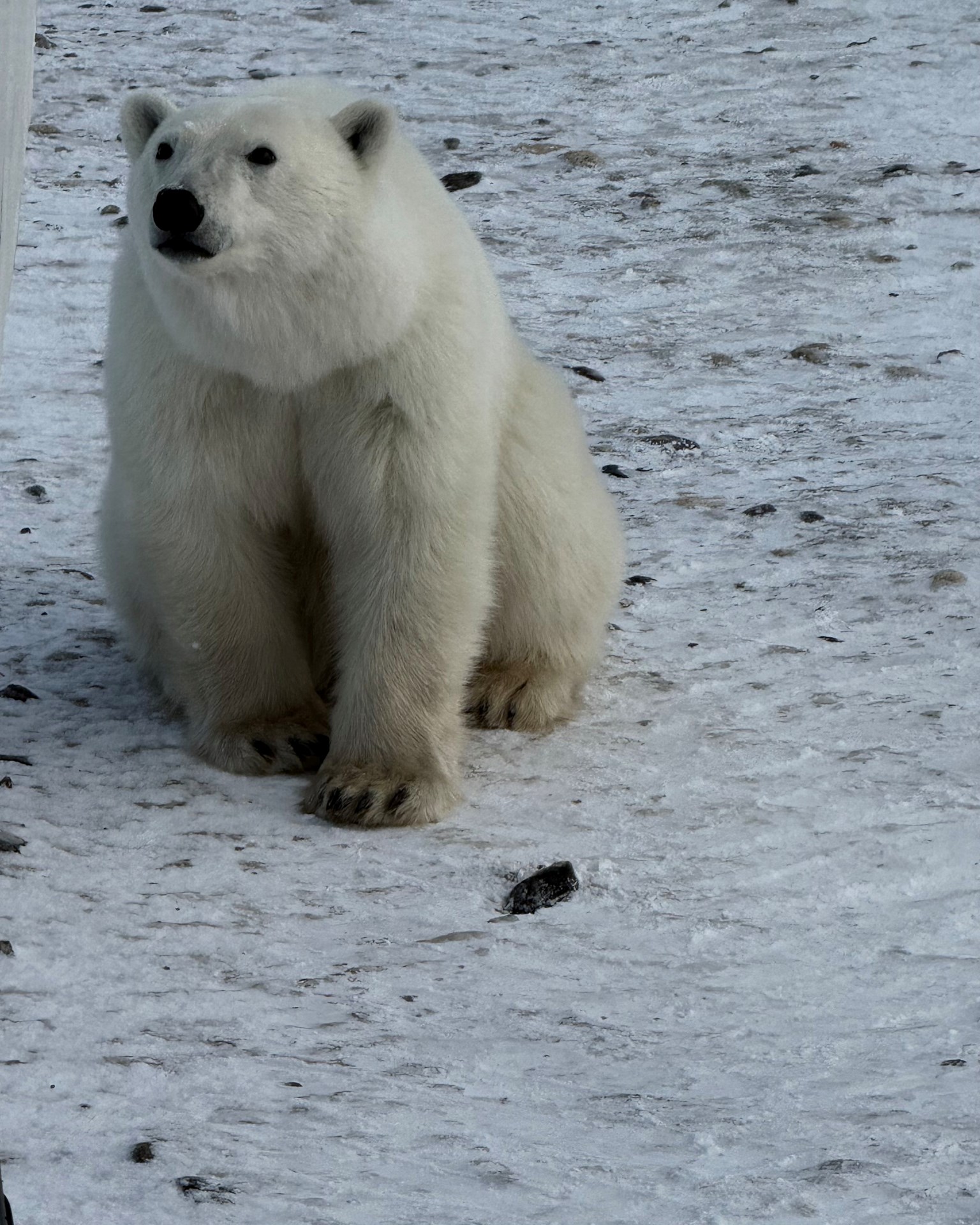 bear.jpg
