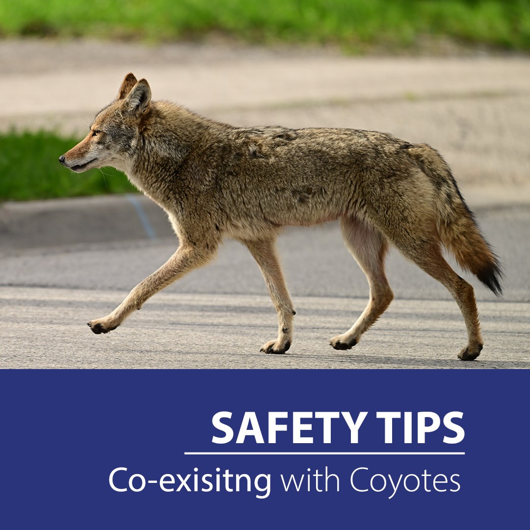 co-existingwcoyotes.jpg