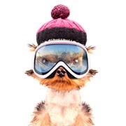 Dog skier.jpg