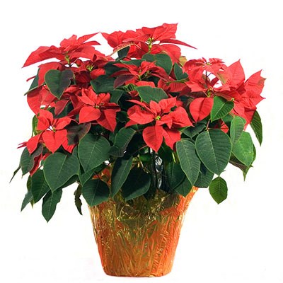 PoinsettiaNews.jpg