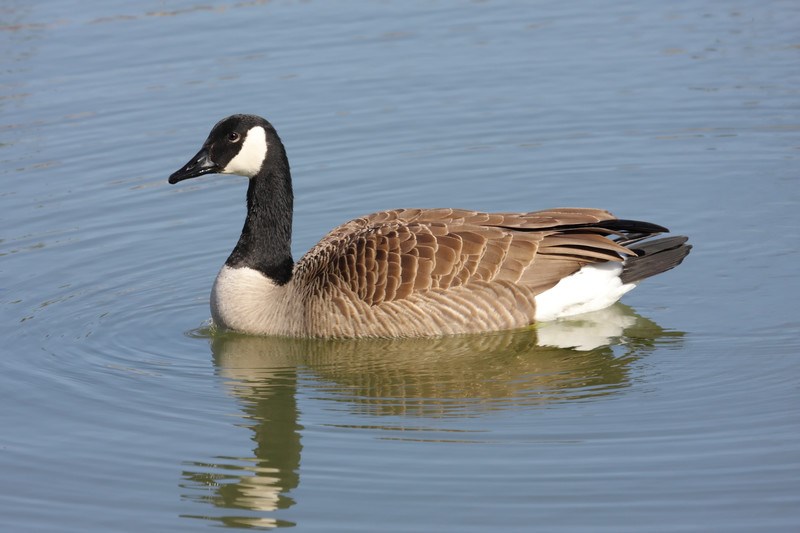 canada goose.jpg