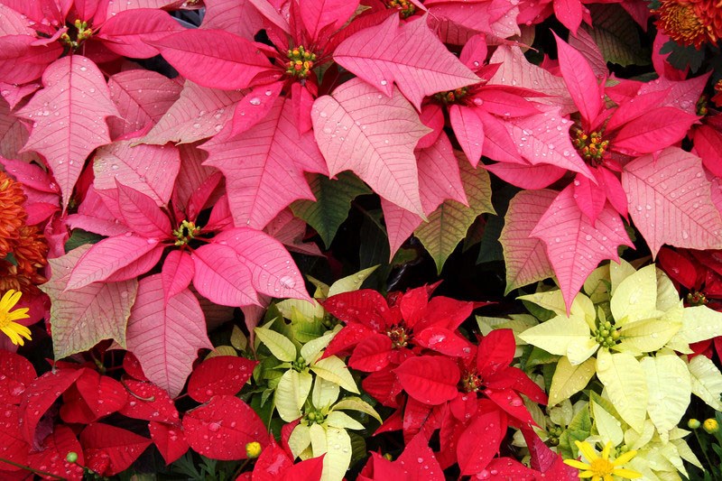 poinsettia colors.jpg