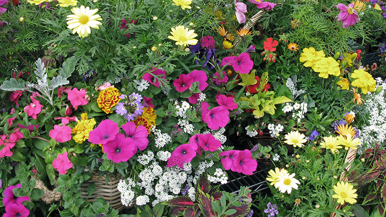 Glenlea Plant Fundraiser