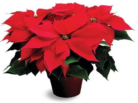 Poinsettia