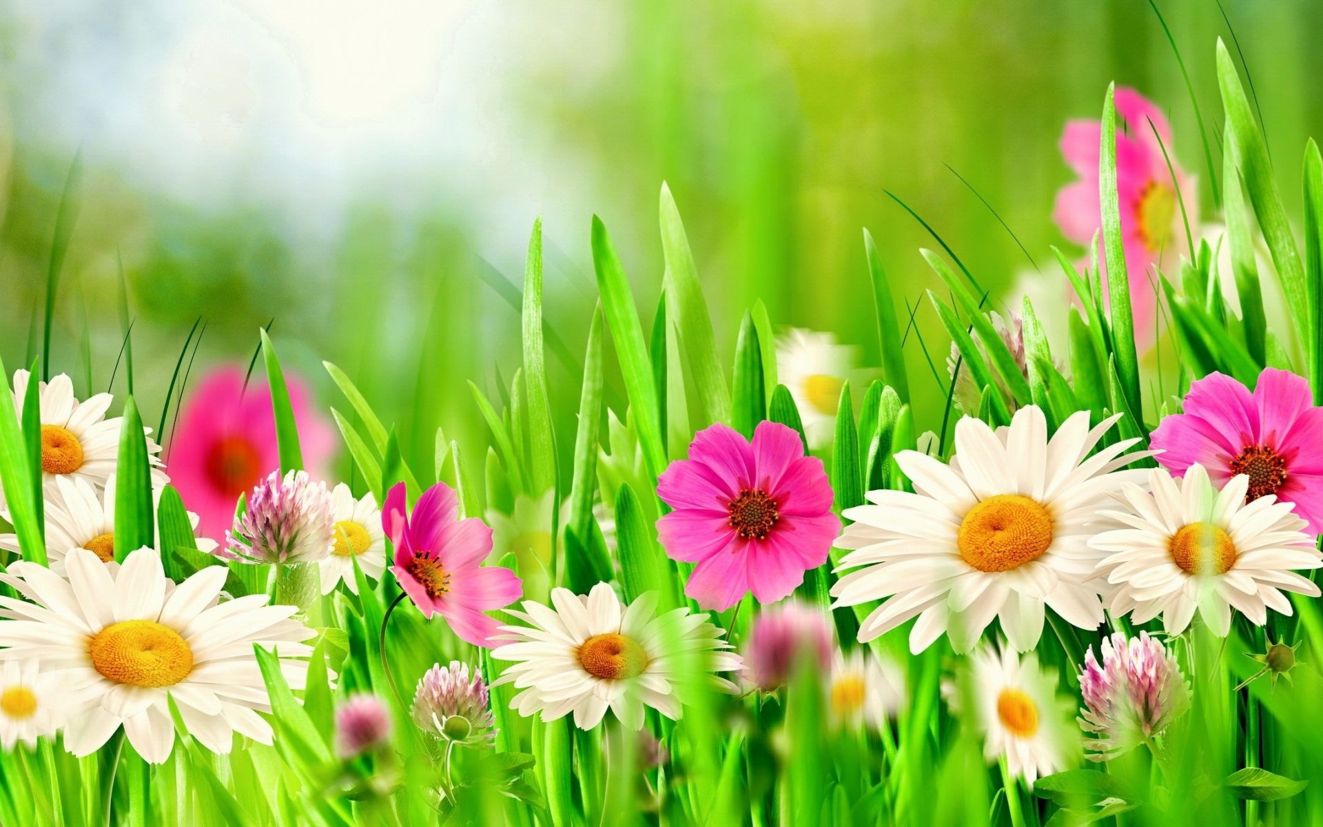 spring-flowers-backgrounds-19.jpg